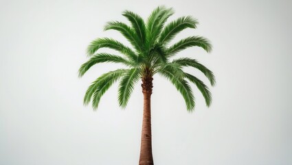 Fototapete - Isolated tree featuring green foliage against a white backdrop