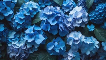 Poster - Vibrant Blue Hydrangea Flower Pattern for Backgrounds