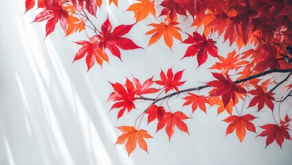 Poster - Isolated red maple leaves from autumn on a white background