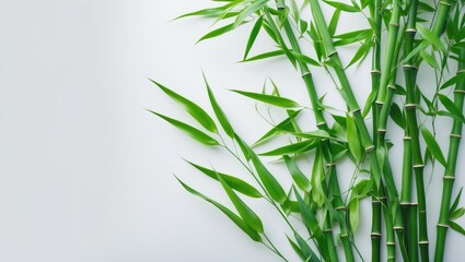 Poster - Background with green bamboo leaves isolated