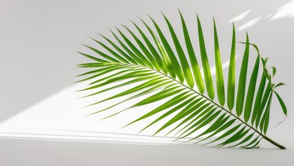Poster - Isolated coconut palm leaves on background