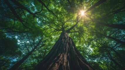 Poster - Bright sunlight illuminating trees in a peaceful forest setting filled with greenery and natural beauty