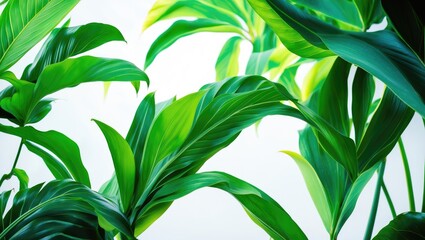 Poster - White background featuring isolated tropical leaves