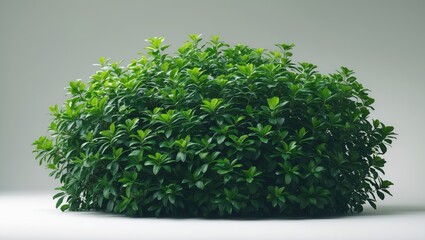 Aufkleber - Isolated tropical green shrub and tree fence with bush on background with clipping path