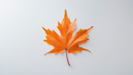 Aufkleber - Isolated Maple Leaf Fallen on White Background
