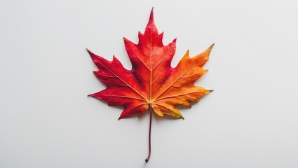Poster - Single maple leaf with red, crimson, and golden hues on a white backdrop