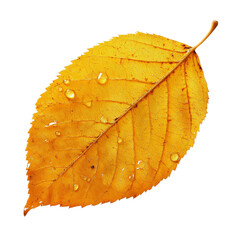 Poster - Golden autumnal leaf adorned with glistening droplets against a plain field of color