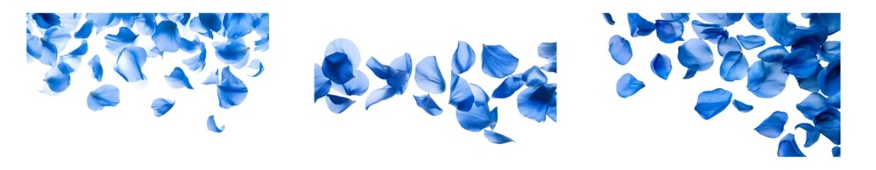 Poster - Set of Falling Blue Rose Petals Isolated on Transparent Background in Motion isolated on transparent background