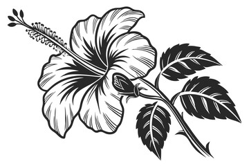 Naklejka na meble 67 Black and white botanical illustration, hibiscus flower, intricate woodcut style, high contrast, detailed petals and leaves, vintage engraving technique, bold linework, tropical floral design, symm