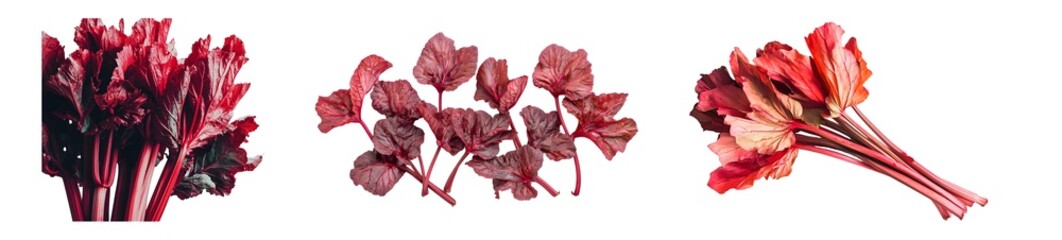 Poster - Set of vibrant floral arrangement in shades of red isolated on transparent background
