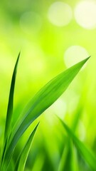 Poster - Fresh, vibrant green grass blades reach towards the sunlight, creating a serene and refreshing natural background with a soft bokeh effect, perfect for evoking feelings of tranquility and renewal