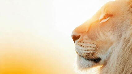 Poster - Golden sunlight illuminates the profile of a majestic lion, creating a serene and captivating scene that embodies the beauty and tranquility of nature