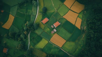 Poster - Aerial perspective captures the geometric patterns of vibrant green and gold farm fields. Interspersed with rural houses and bordered by lush trees. Showcasing the beauty of agricultural landscape