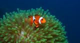 A bright orange clownfish with white stripes cozies up in a green sea anemone