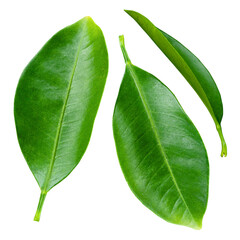 Fototapete - Citrus leaf isolated png. Citrus leaves top view. Orange, lemon, tangerine leaf collection on transparent background. Leaves no background. Full depth of field.