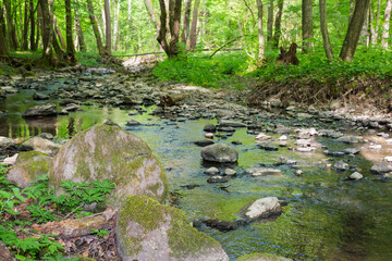Wall Mural - shallow creek in the forest. green park outdoors with foliage trees on the shore in spring. nature e