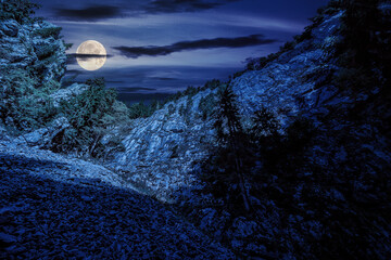 Wall Mural - view from inside the canyon in mountains of romania with spruce forest on hillside at night. spooky 