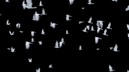 Wall Mural - a graceful white dove flying smoothly with soft wings on alpha channel