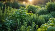 © Tina - Bee flying over herbs in garden at sunset