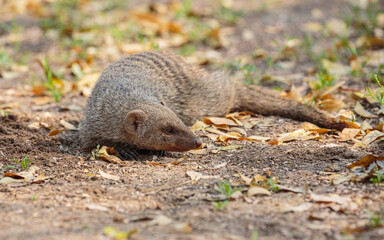 Wall Mural - close-up of banded mongoose (mungos mungo)