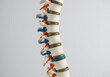 © ziehefzie - Detailed Anatomical Model of Human Lumbar Spine with Intervertebral Discs and Ligaments