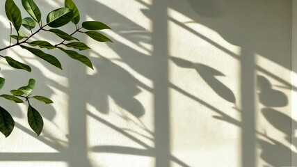 Poster - natural leaves casting soft shadows on a warm beige wall, creating a tranquil and inviting atmosphere filled with Green beauty abstract background video 4k