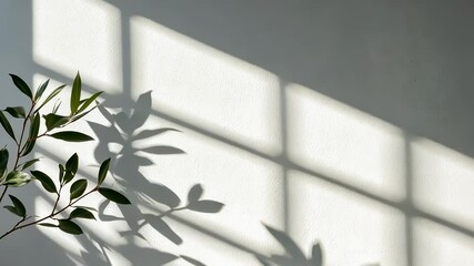 Poster - Minimalist interior leaves potted plant casting soft shadows featuring on white round pedestal near sunlit window abstract aesthetic background video 4k