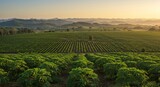 Expansive papaya plantations stretch to the horizon under the warm sunlight