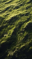 Poster - Thick vibrant green moss carpeting the surface of the forest floor creating a soft organic texture and microenvironment