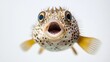 © 4​Creations Photo  - A pufferfish with a surprised expression on a white background