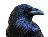 Black Raven Profile Against Transparent Background