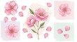 © LittleDuck - Delicate Pink Blossom Collection - Watercolor pink flowers and petals, perfect for spring or wedding designs. Isolated on white