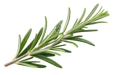 Wall Mural - A single sprig of fresh green rosemary with needle like leaves on a black background close up view