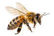 © Sweety - a stunning bee is flying,  PNG AI