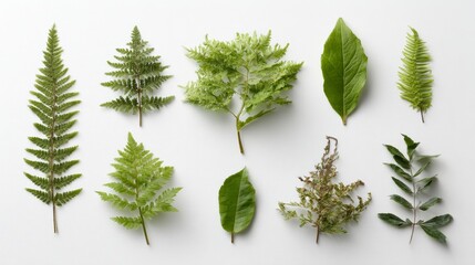 Poster - Lush fern fronds in various shades of green arranged creatively, showcasing intricate textures and patterns against a bright white backdrop, perfect for botanical themes
