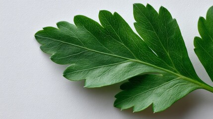 Poster - Extreme close-up highlights the vibrant green color and fine details of a single parsley leaf, emphasizing its crisp edges and vein patterns on a white backdrop