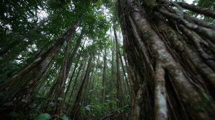 Poster - Deep within the jungle, tangled roots and thick vines intertwine under humid, diffused sunlight, creating a vibrant display of greenery and tranquility