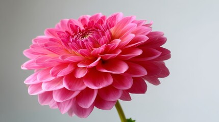 Leinwandbilder - Fully bloomed pink dahlia showcases intricate layered petals, beautifully illuminated against a white background, providing a serene and elegant composition
