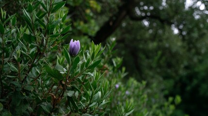 Poster - A single lavender bud emerges among fresh green leaves, softly illuminated against a gently blurred natural background, creating a serene atmosphere