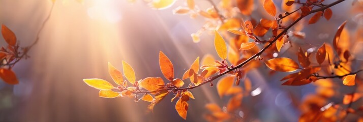 Poster - Sunlight Filtering Through Soft Orange Foliage in a Serene Autumn Forest at Golden Hour Generative AI