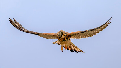 Wall Mural - common kestrel flying in air