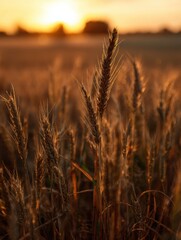 Poster - Wheat Stalks Stand Tall Against a Golden Field Illuminated by a Vibrant Sunset Highlighting Natures Beauty Generative AI