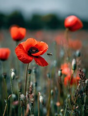 Poster - Vivid Poppy Field With a Sharp Focus on an Insect and Blurred Flowers in the Background Capturing Natures Beauty Generative AI