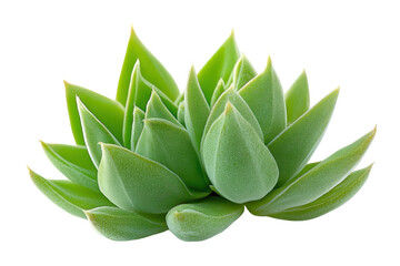 Poster - Beautiful succulent plant with a unique color pattern on its leaves, showcasing intricate details and textures in a vibrant arrangement