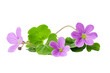 © STOCK - Fresh Brahmi herb with vibrant green leaves