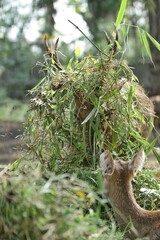 Wall Mural - adult timor deer with head full of grass
