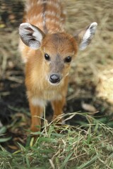 Wall Mural - portrait of a cute sitatunga