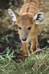 Wall Mural - portrait of a cute sitatunga