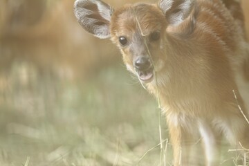 Wall Mural - portrait of a cute sitatunga