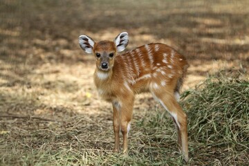 Wall Mural - portrait of a cute sitatunga